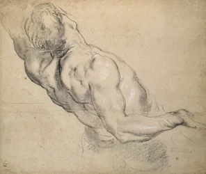 Studie eines nackten männlichen Torsos